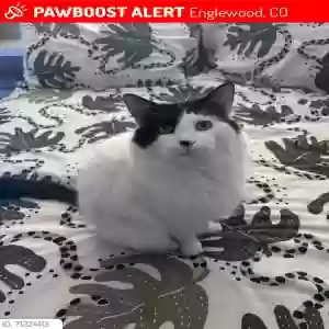 lost male cat danny