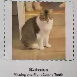 lost female cat katniss