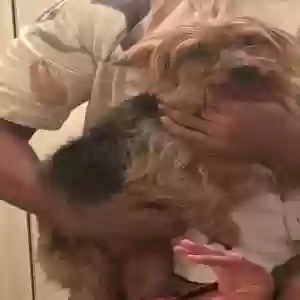 lost male dog cody
