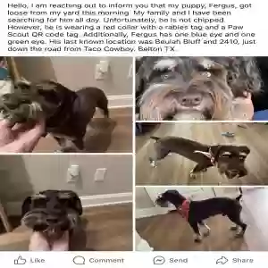 lost male dog fergus