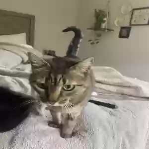 lost female cat frankie