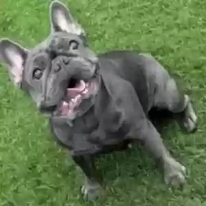 lost female dog arya