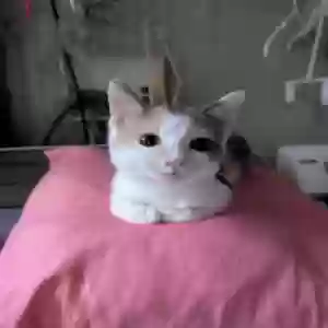 lost female cat nelly belly
