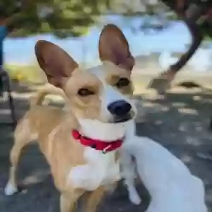 lost female dog fresa
