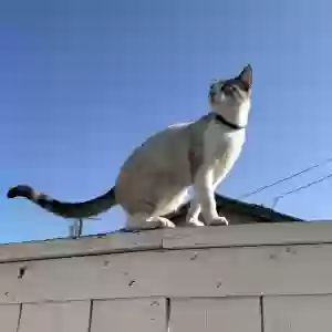 lost male cat bellaco