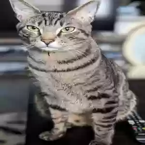 lost male cat finn(egan)