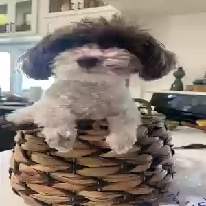 lost male dog luka
