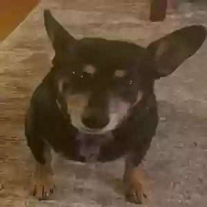 lost female dog harvie