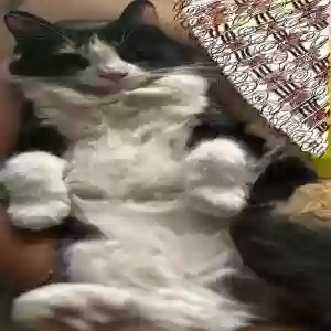 lost female cat hennessy
