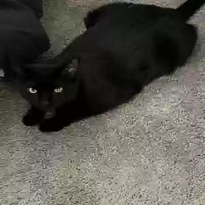 lost male cat pj
