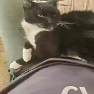 lost female cat bissa