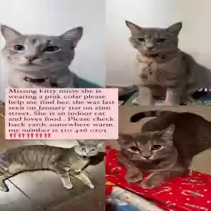 lost female cat missy