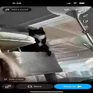 lost male cat tuxedo