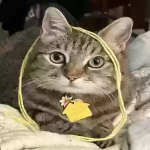 lost female cat bean