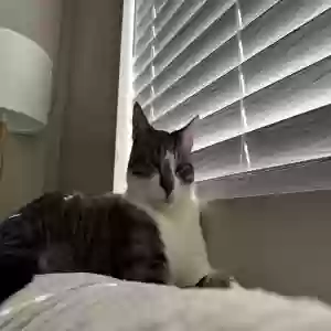 lost male cat knox