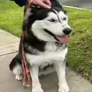 found female dog unknown