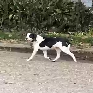 lost male dog rocky