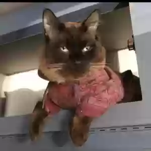 lost male cat bougie