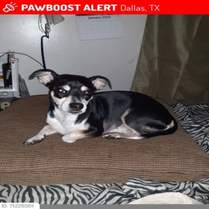 lost male dog poncho via buie