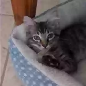 lost male cat rocky