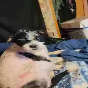 lost male dog bubba