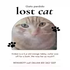 lost female cat ember