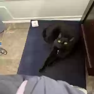 lost male cat sprout