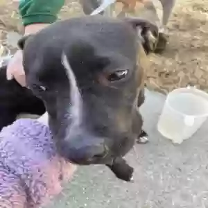 found male dog unknown