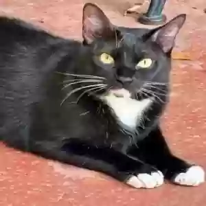 lost male cat smudge