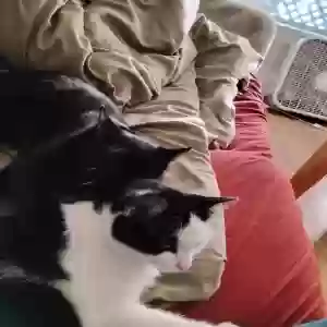 lost male cat shadow