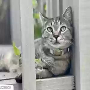 lost male cat ginsberg