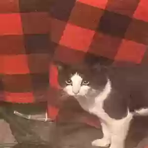found male cat unknown
