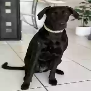 lost female dog negrita
