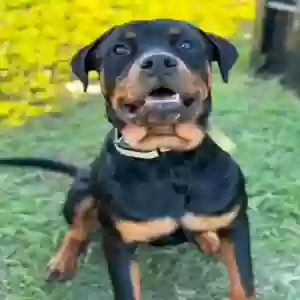 lost male dog bear