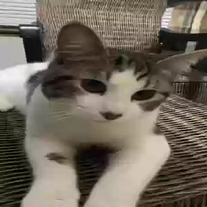 lost male cat carpet