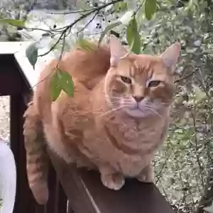lost male cat jude