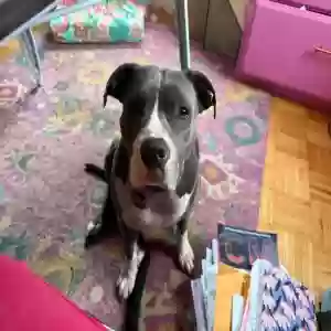 lost female dog rosie