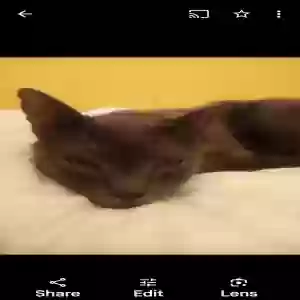 lost male cat blue