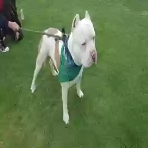lost male dog rocky balboa