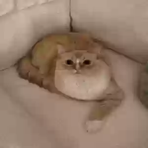 lost male cat ollie