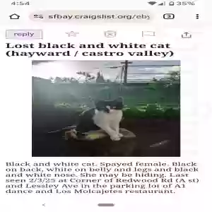 lost female cat charlie