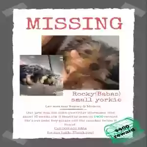 lost male dog rocky “babas”