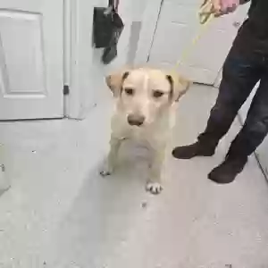 lost male dog unknown