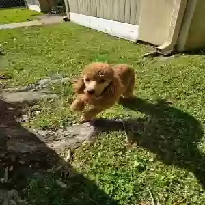 lost male dog lucas