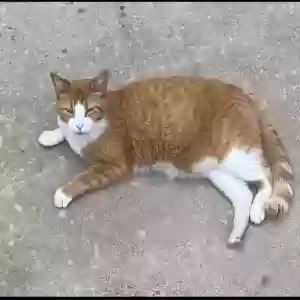 lost male cat jj
