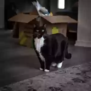 lost female cat allie