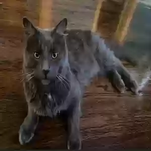 lost male cat stitch