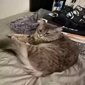 lost male cat neo