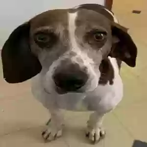 found female dog unknown