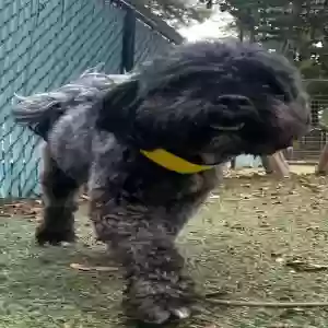 lost male dog goliath